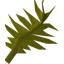 Swamp weed
