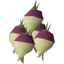Shrunk ogleroot