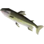 Leaping trout