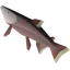 Leaping salmon