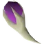 Magic fang