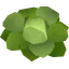 Cabbage