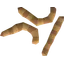 King worm