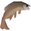 Common tench