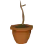 Celastrus sapling