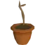 Dragonfruit sapling