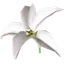White lily