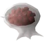 Giant egg sac(full)