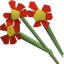 Red flowers