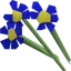 Blue flowers