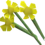 Yellow flowers