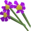 Purple flowers