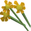 Orange flowers