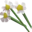 White flowers