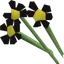 Black flowers