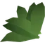 Irit leaf
