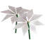 Lily of the Sands