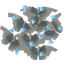 Calcified moth