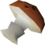 Mort myre fungus