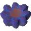 Umbral coral