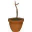 Camphor sapling