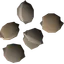 Camphor seed