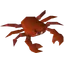 Red crab