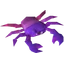 Rainbow crab (1)