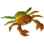 Rainbow crab (3)