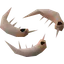 Raw shrimps