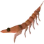 Raw giant krill