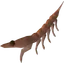 Giant krill