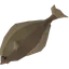 Raw halibut