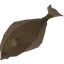 Halibut