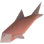 Raw salmon