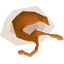 Fat snail meat