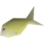 Raw mackerel