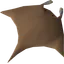 Manta ray