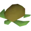 Raw sea turtle