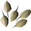 Woad seed