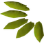 Willow seed
