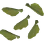 Maple seed