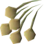 Onion seed