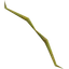 Willow longbow (u)
