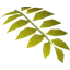 Curry leaf