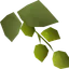 Asgarnian hops