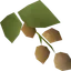 Krandorian hops