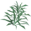 Rosemary