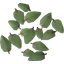 Willow leaves