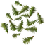 Yew leaves